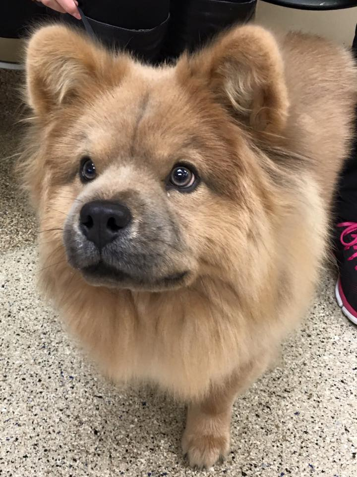 Big fluffy dog with lots of fur