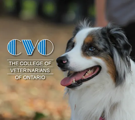 College of Veterinarians of Ontario (CVO) College of Veterinarians of Ontario (CVO)