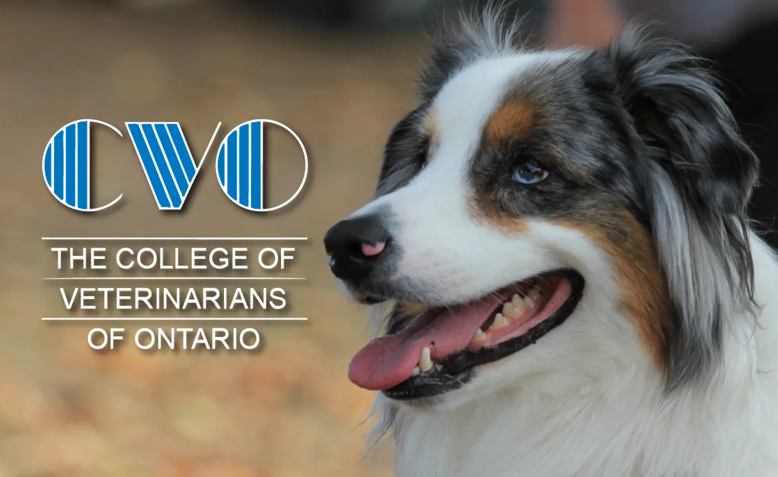 College of Veterinarians of Ontario (CVO) College of Veterinarians of Ontario (CVO)