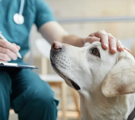 Veterinarian Putting Hand on Dog's Head & Holding Clipboard Veterinarian Putting Hand on Dog's Head & Holding Clipboard