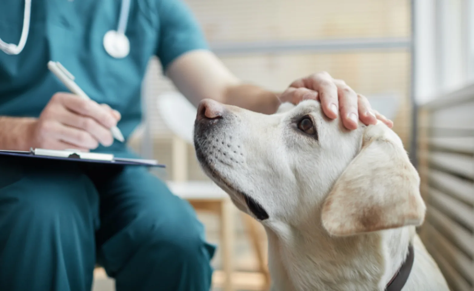Veterinarian Putting Hand on Dog's Head & Holding Clipboard Veterinarian Putting Hand on Dog's Head & Holding Clipboard