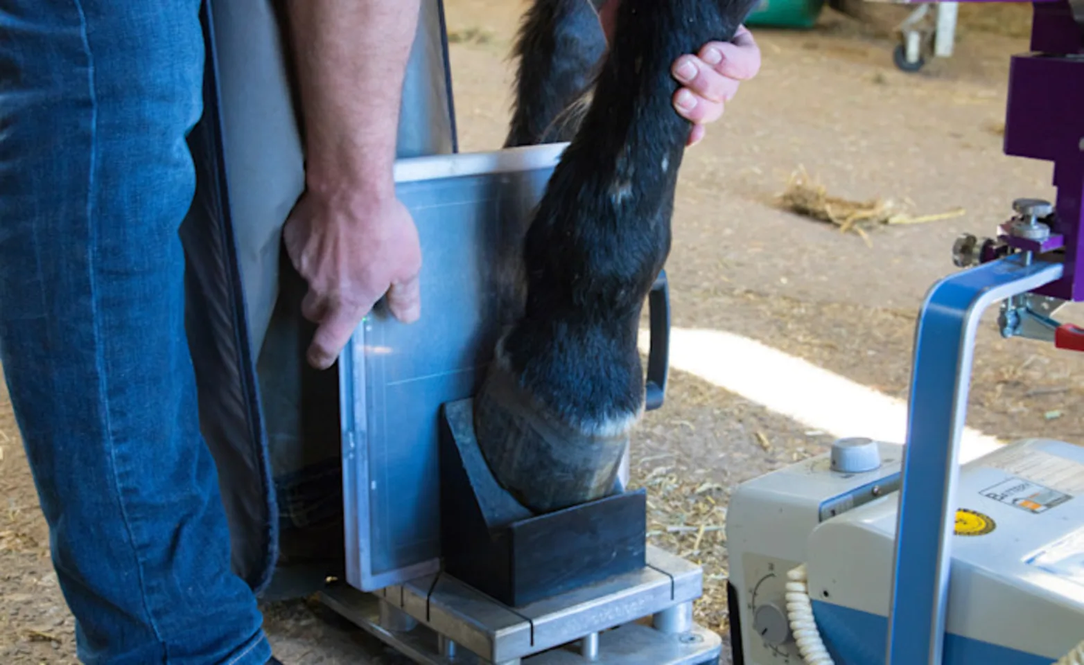 Brown horse undergoing an examination Brown horse undergoing an examination