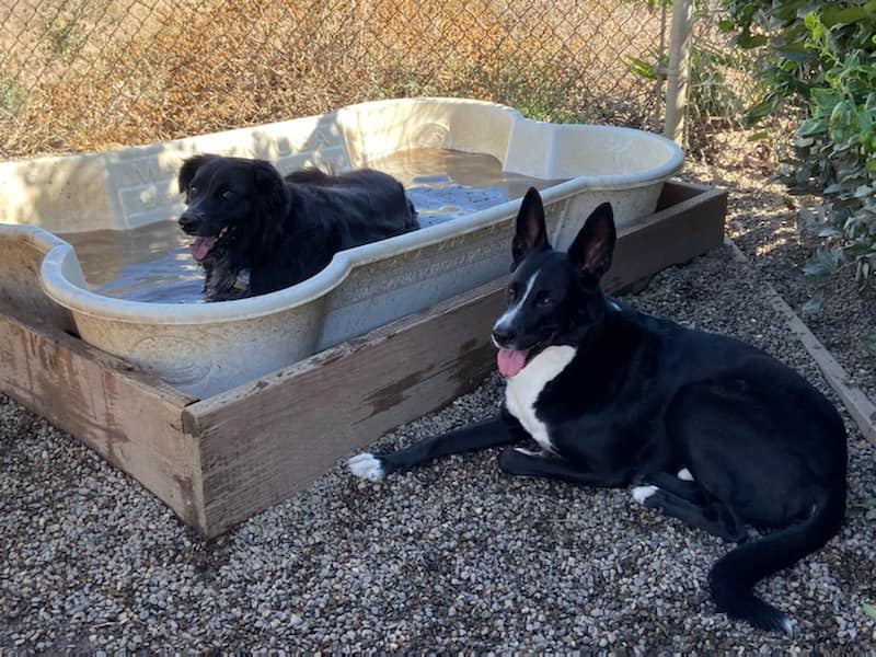 Dogs in a dog shaped pool