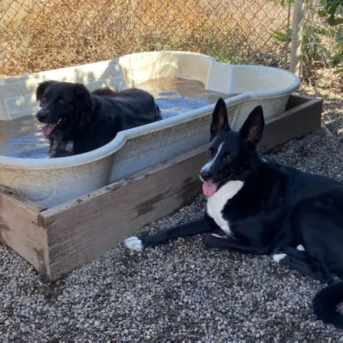 Dogs in a dog shaped pool