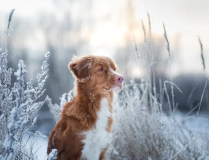 Retriever In Snow Retriever In Snow