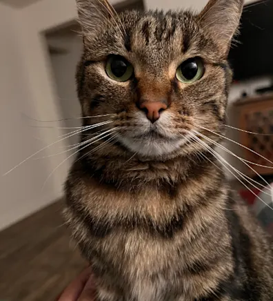 Brown tabby cat Brown tabby cat