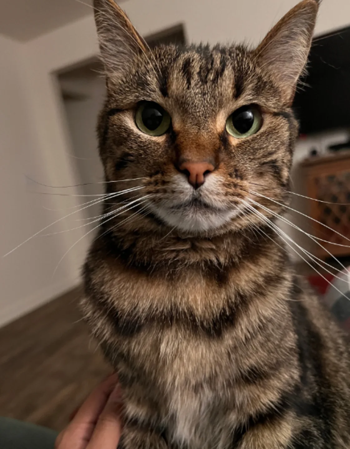 Brown tabby cat Brown tabby cat