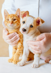 Orange Cat and Dog Together Sitting On a Table