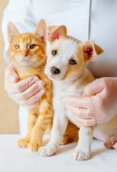Orange Cat and Dog Together Sitting On a Table Orange Cat and Dog Together Sitting On a Table