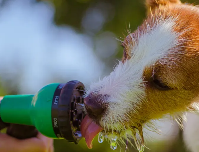 A dog drinking from a hose A dog drinking from a hose