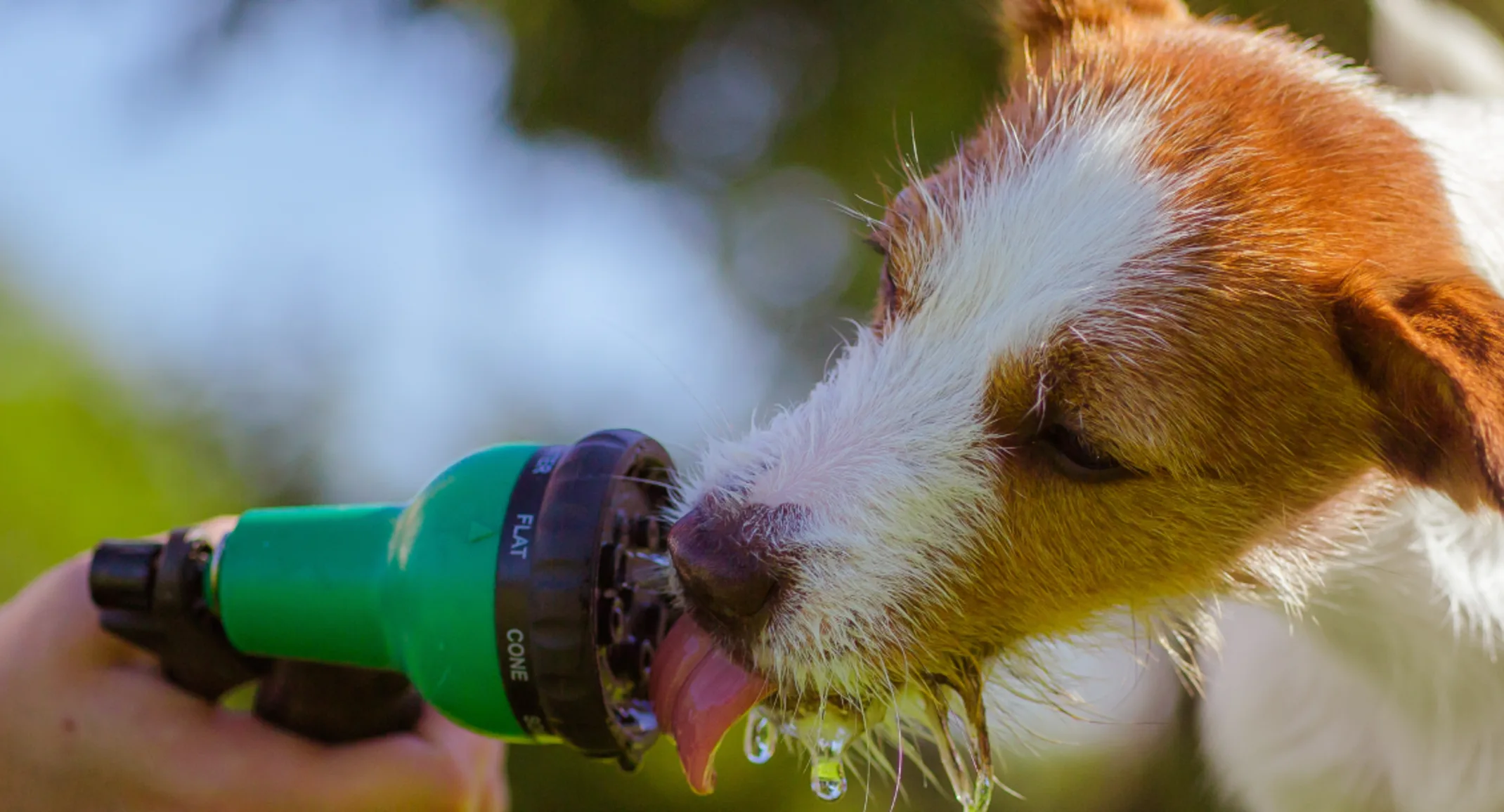 A dog drinking from a hose A dog drinking from a hose