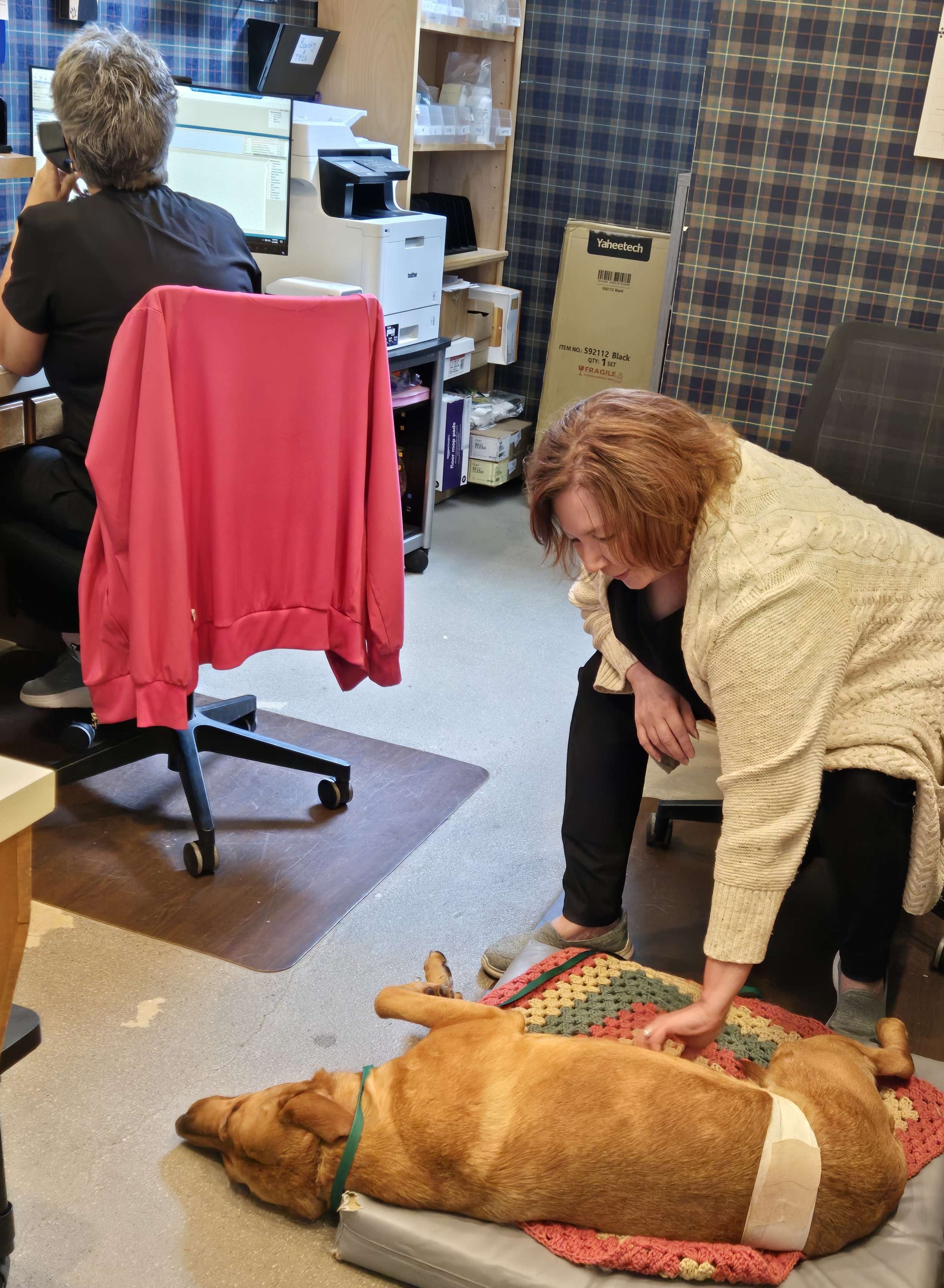  Staff petting lab lying down