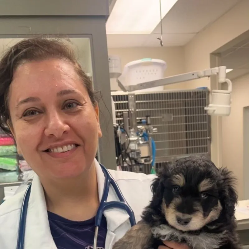 Dr. Hanaa Elias Dr. Hanaa Elias