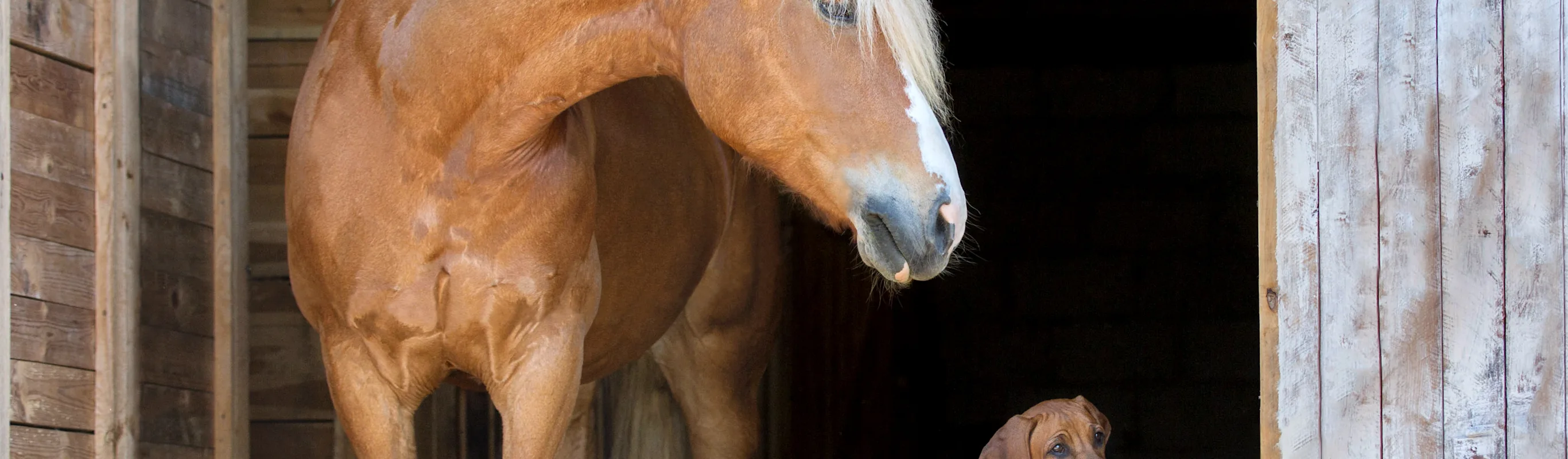 Horse and dog sitting in barn Horse and dog sitting in barn