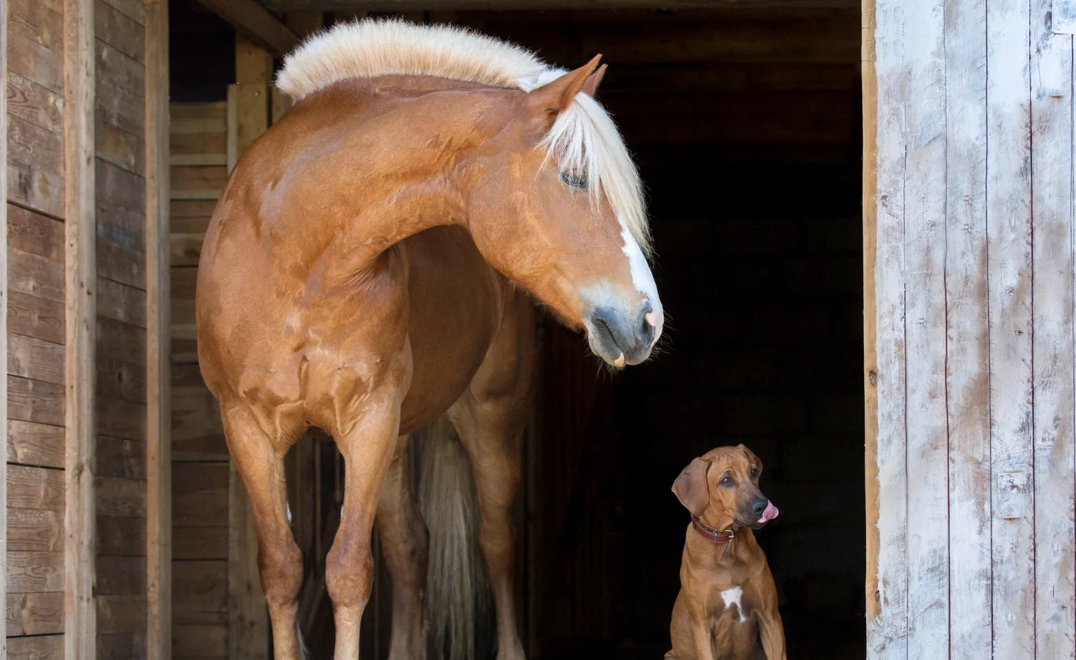 Horse and dog sitting in barn