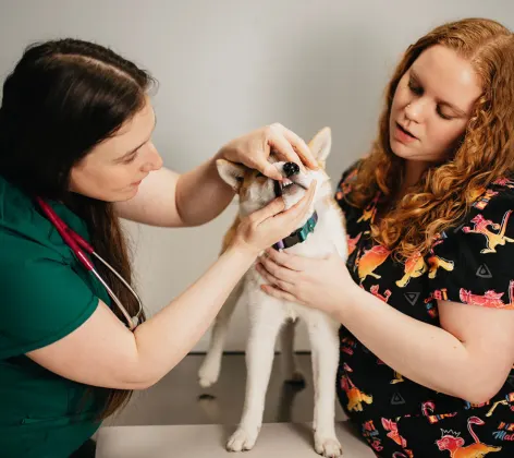 Two staff members caring for a dog's teeth