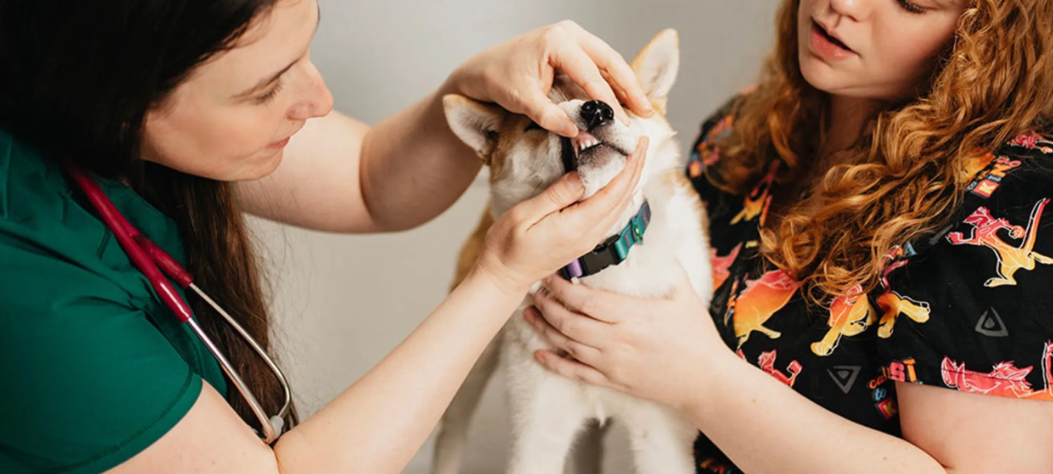 Two staff members caring for a dog's teeth Two staff members caring for a dog's teeth