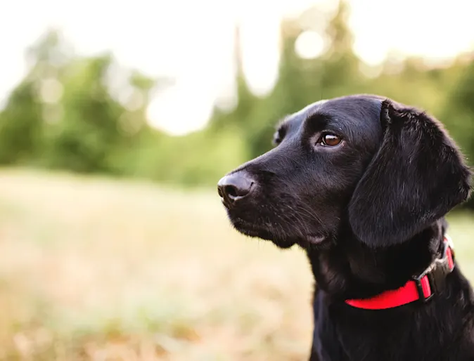 A dog wearing a red collar sits in a grassy field A dog wearing a red collar sits in a grassy field
