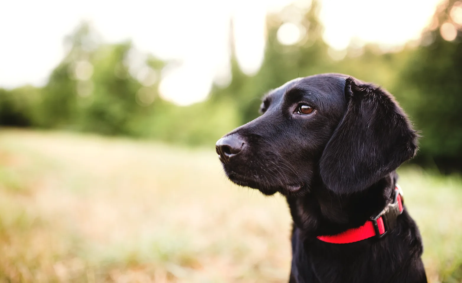 A dog wearing a red collar sits in a grassy field A dog wearing a red collar sits in a grassy field