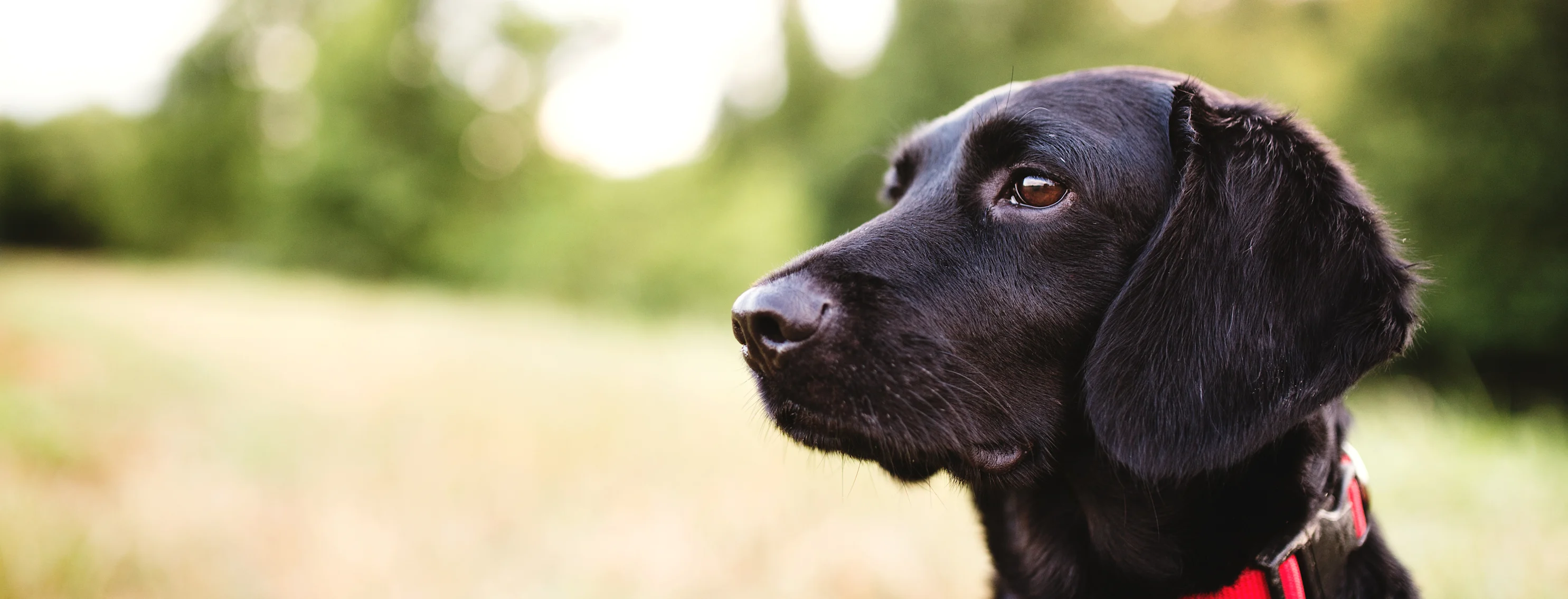 A dog wearing a red collar sits in a grassy field