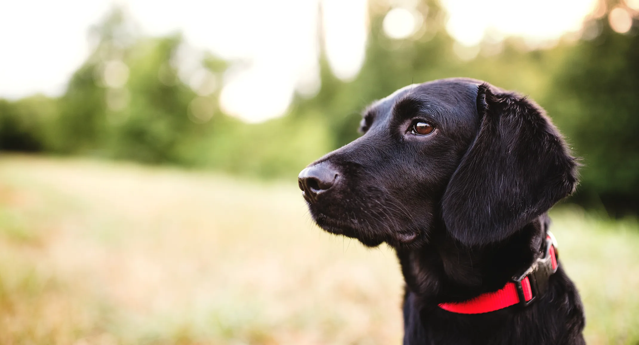 A dog wearing a red collar sits in a grassy field A dog wearing a red collar sits in a grassy field