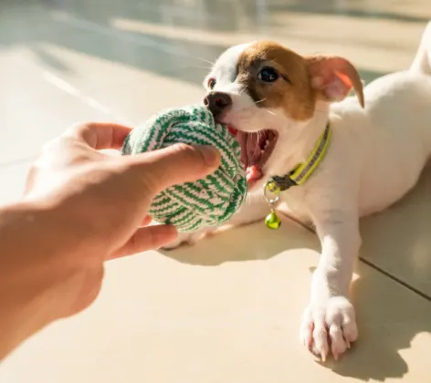 Owner Playing with Puppy with a Green Ball Owner Playing with Puppy with a Green Ball