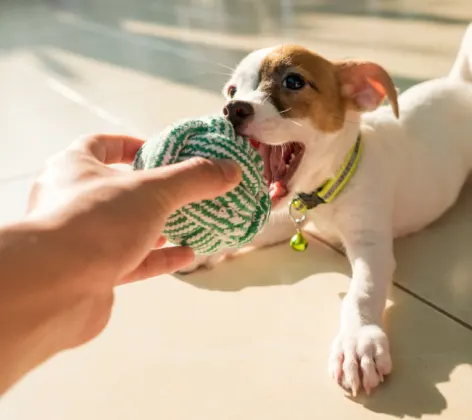 Owner Playing with Puppy with a Green Ball