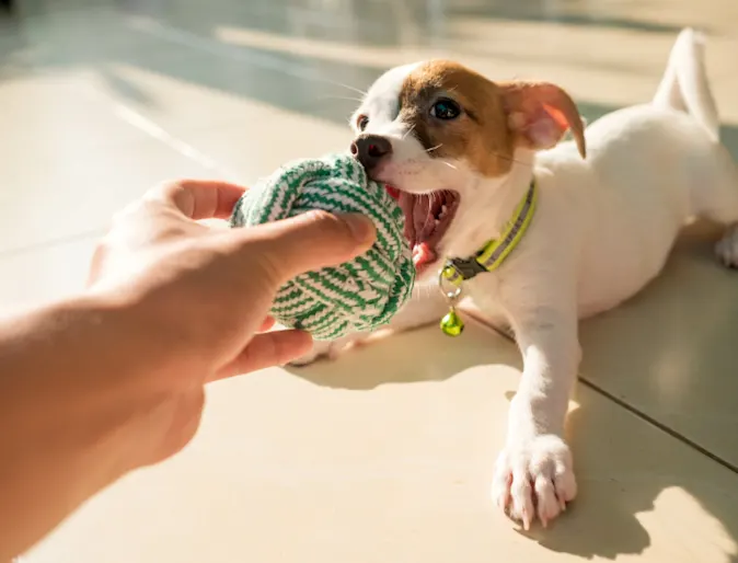 Owner Playing with Puppy with a Green Ball Owner Playing with Puppy with a Green Ball