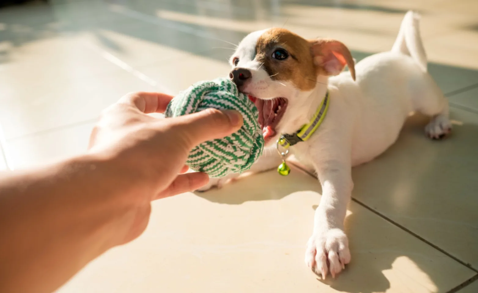 Owner Playing with Puppy with a Green Ball