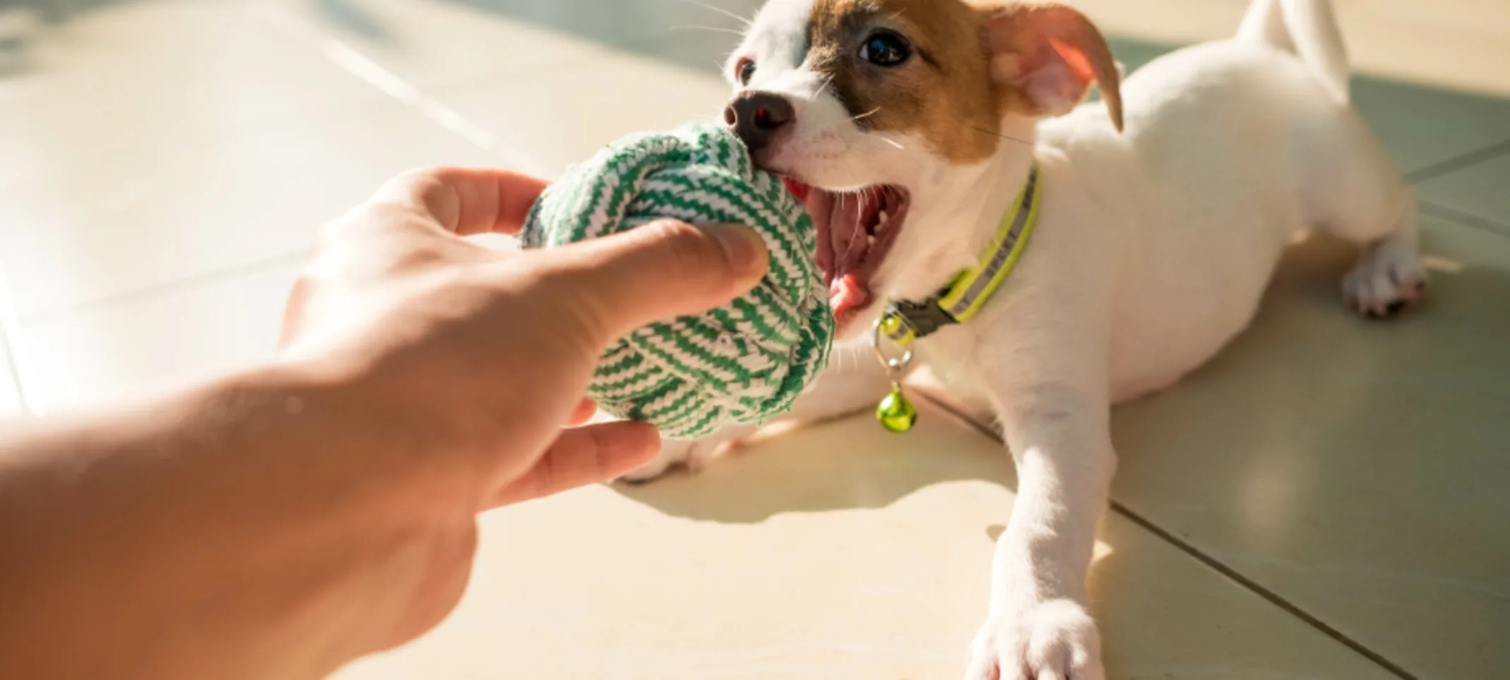Owner Playing with Puppy with a Green Ball