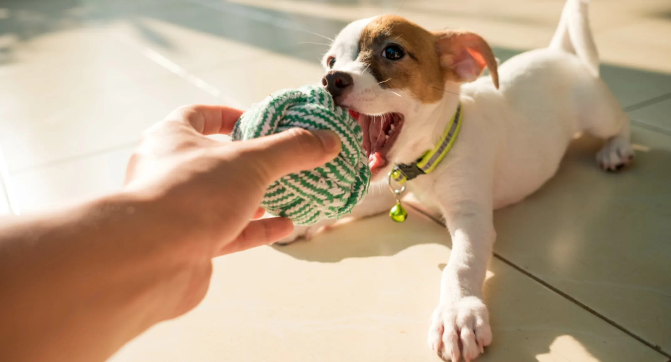Owner Playing with Puppy with a Green Ball Owner Playing with Puppy with a Green Ball