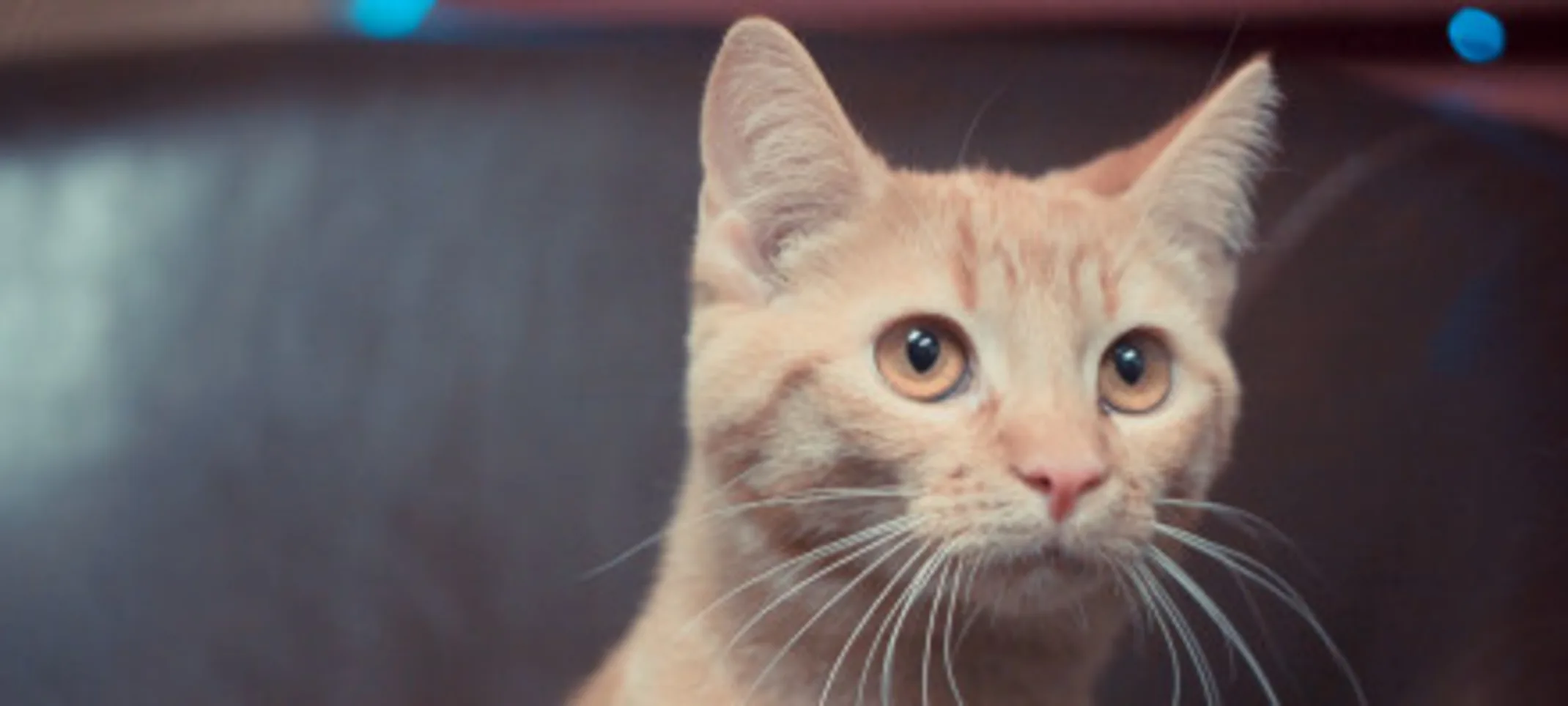 A cat looking out. A cat looking out.