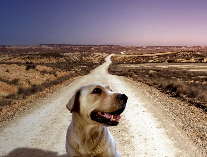 Dog sitting in the desert on an open road