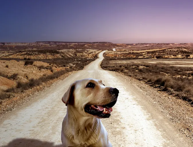 Dog sitting in the desert on an open road