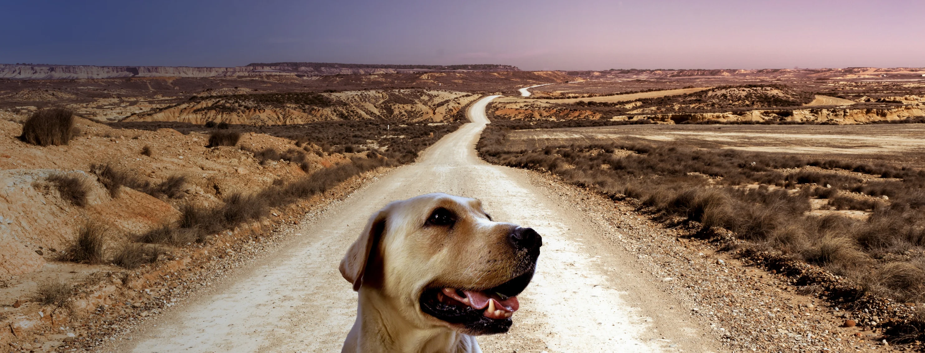 Dog sitting in the desert on an open road