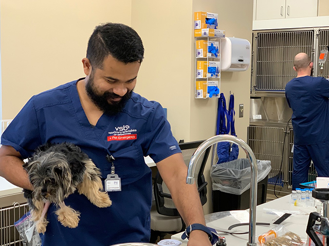 Veterinarian Holding a Small Black Dog