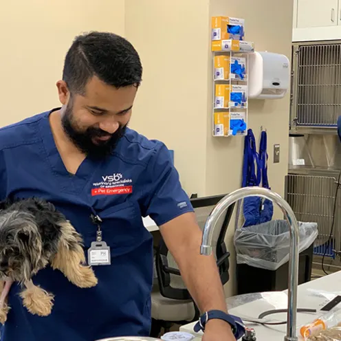 Veterinarian Holding a Small Black Dog