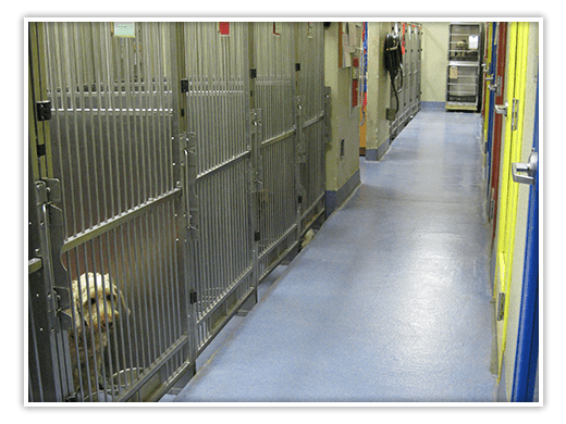 Kennels inside Forest Hill Animal Hospital