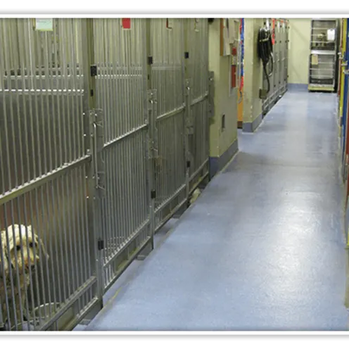 Kennels inside Forest Hill Animal Hospital