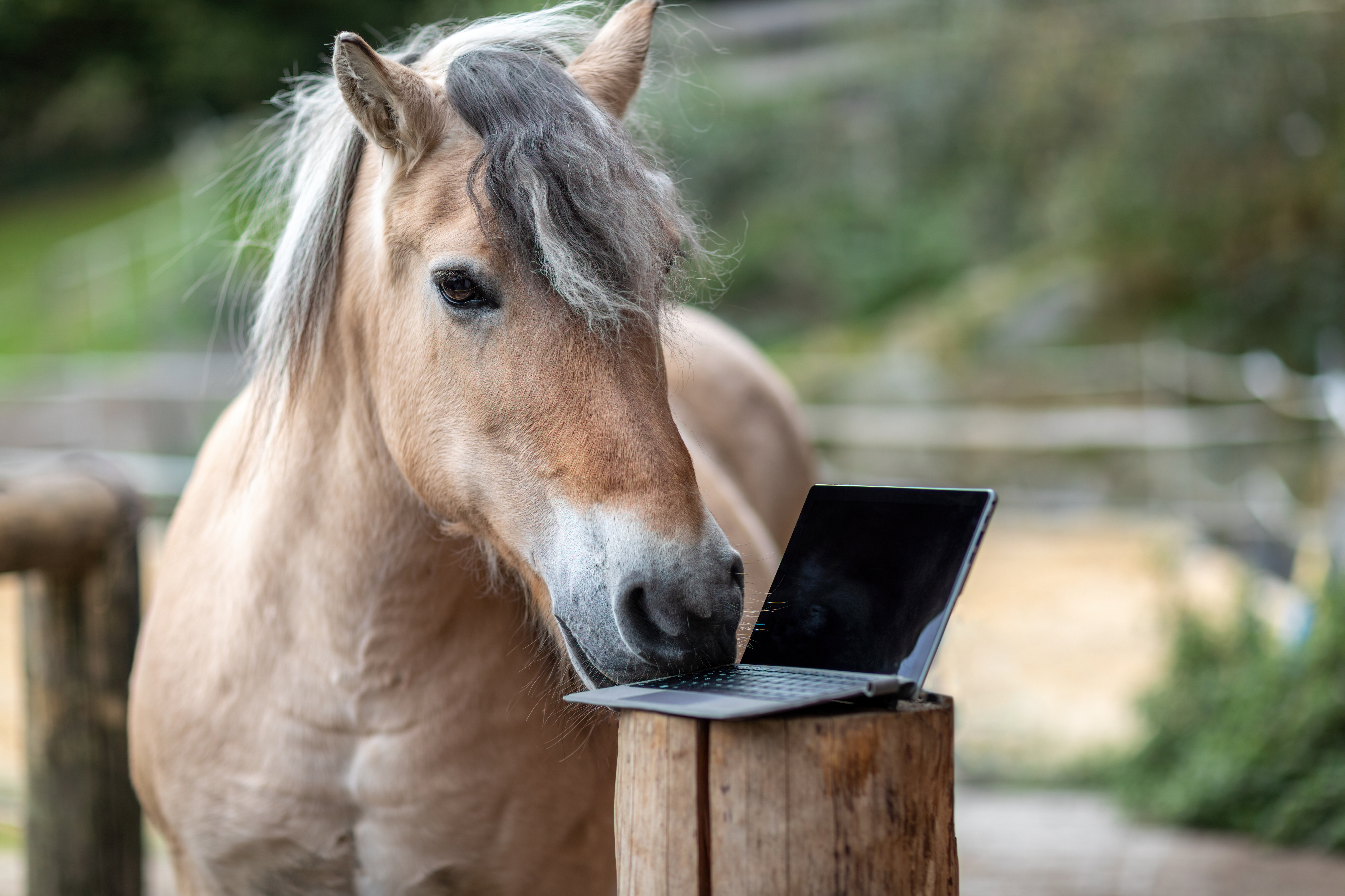 Horse playing with computer