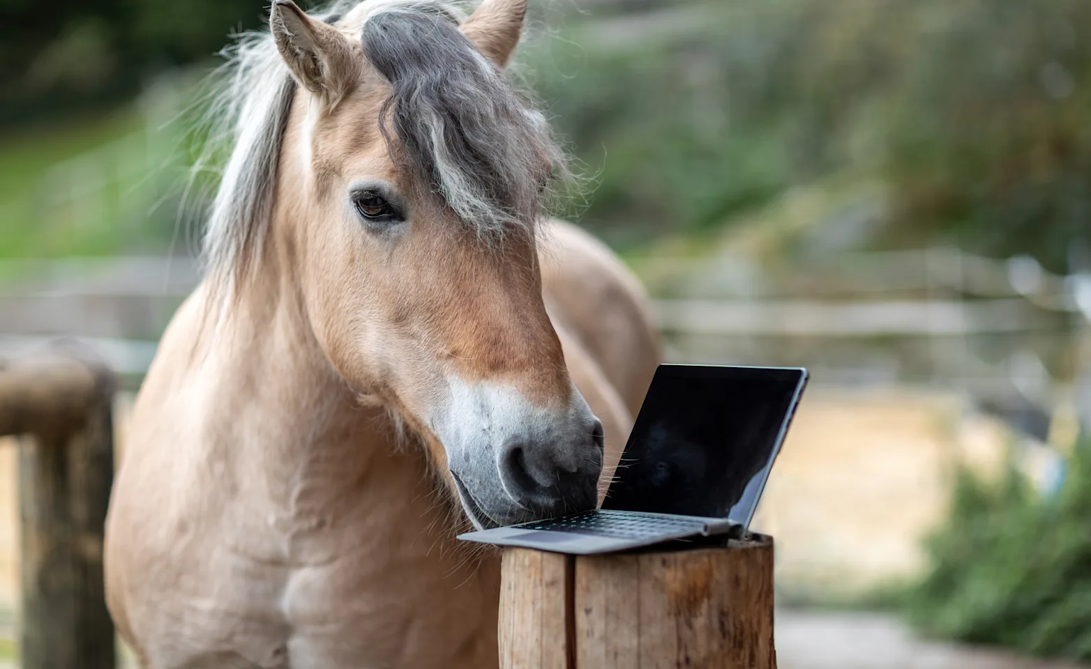 Horse playing with computer Horse playing with computer