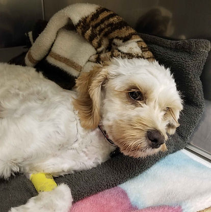 White dog laying down