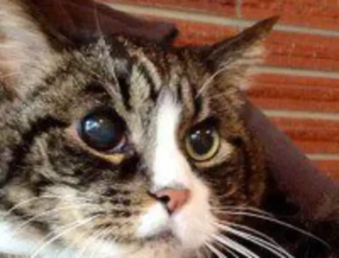 Senior cat against brick wall Senior cat against brick wall