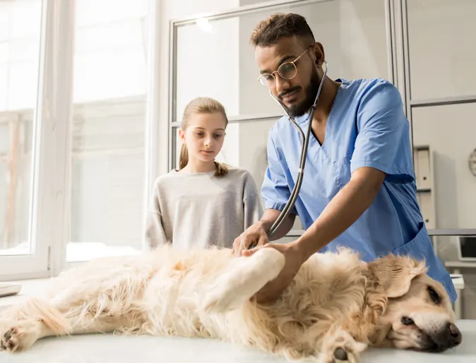 Man checking golden retriever on table