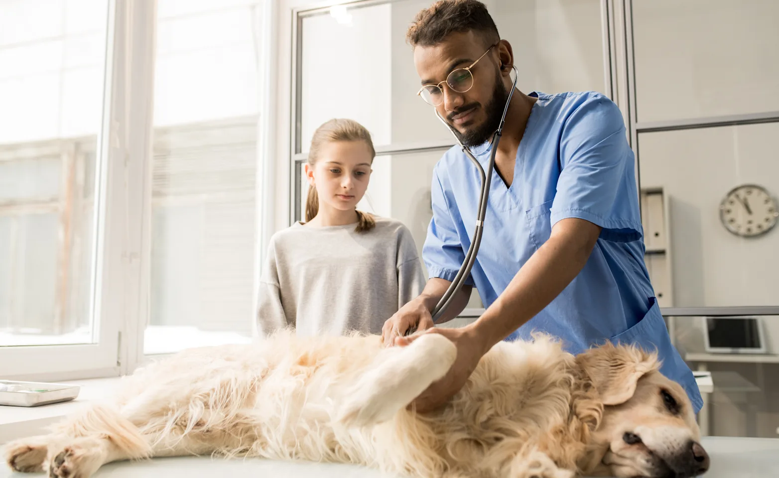 Man checking golden retriever on table