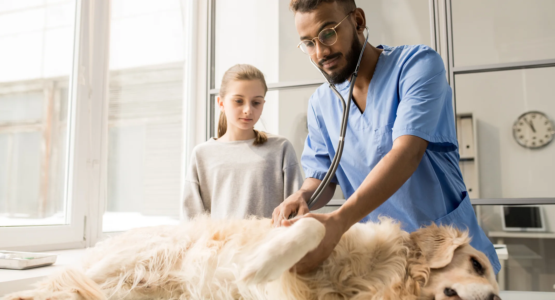 Man checking golden retriever on table