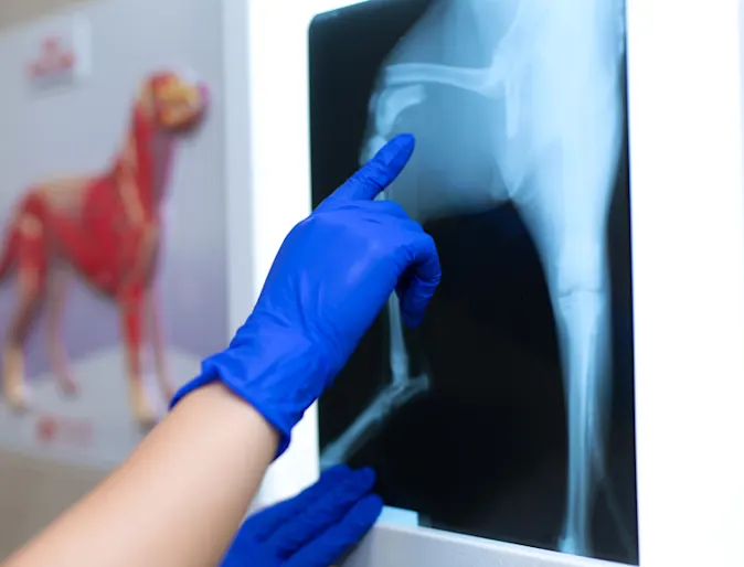Doctor pointing at an x ray of a dog Doctor pointing at an x ray of a dog