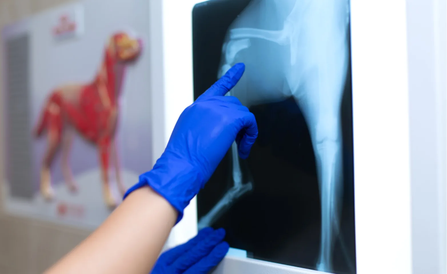 Doctor pointing at an x ray of a dog