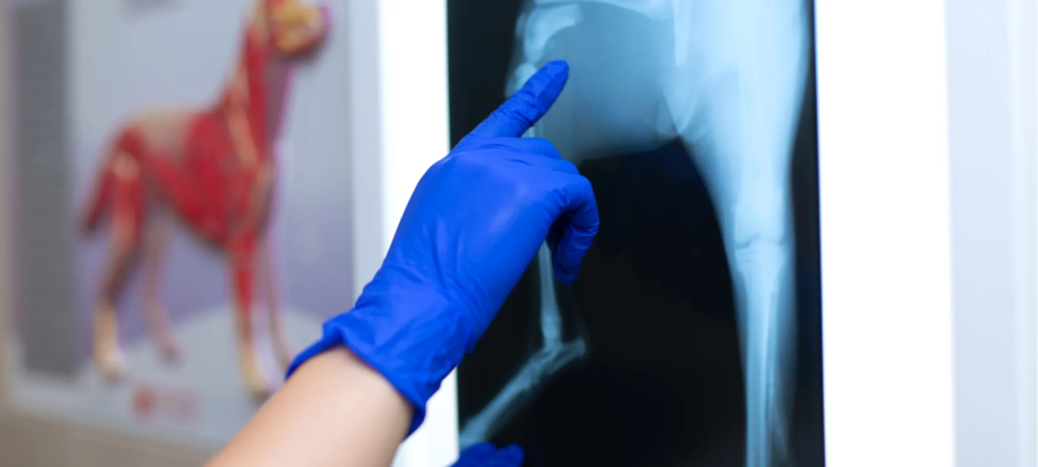 Doctor pointing at an x ray of a dog