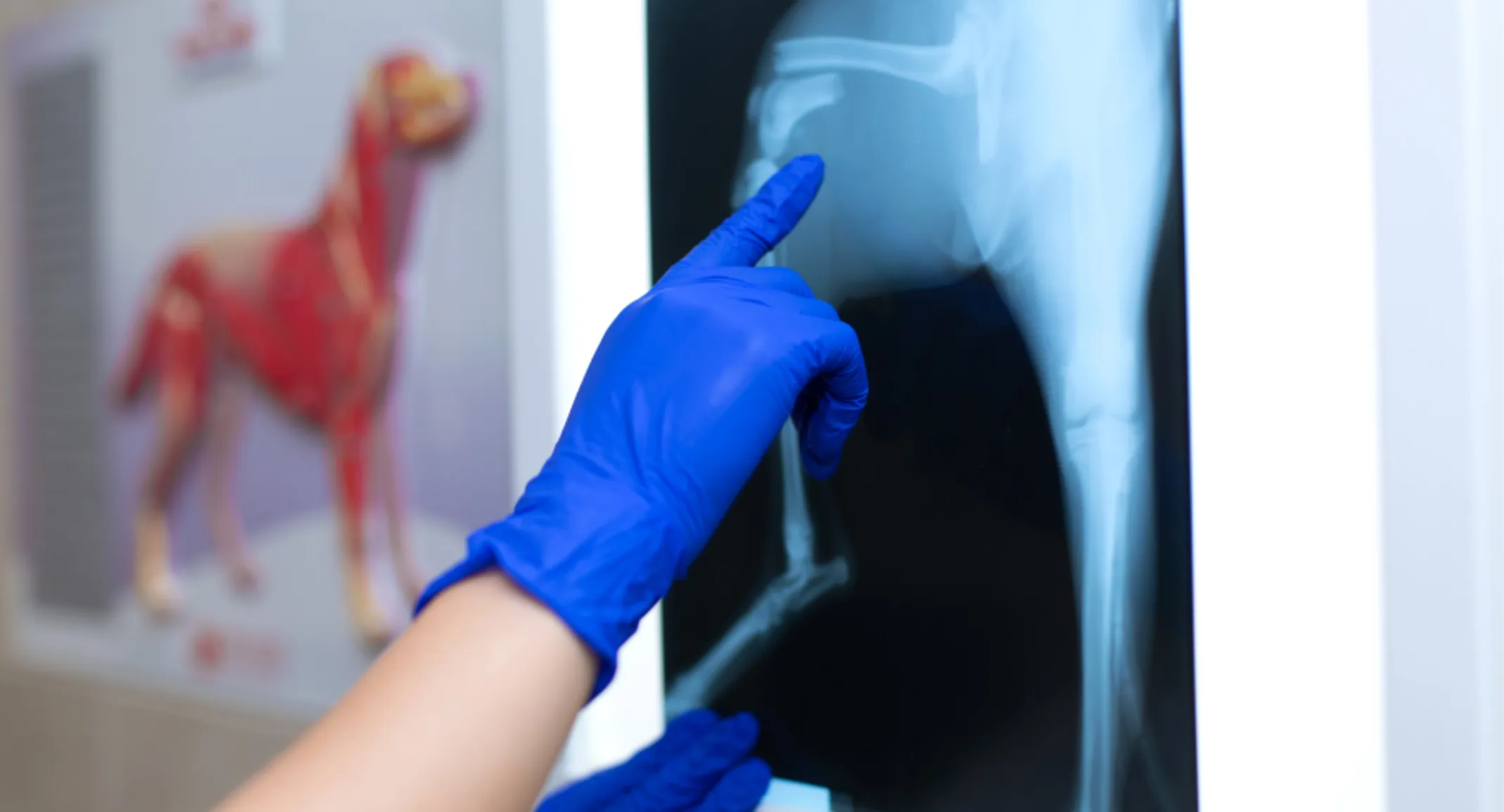 Doctor pointing at an x ray of a dog